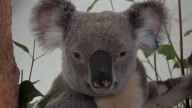 Australia approves world-first vaccine to save koalas from chlamydia