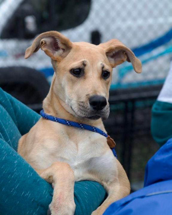 Hamden animal shelter to host National Pet Memorial Day event on Sunday