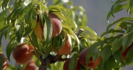 Montana Ag Network: Forbidden Fruit Orchard producing peaches in Paradise