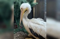 Living Sky Wildlife Rehab seeks fish donations for injured pelicans