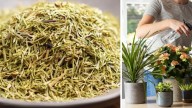 Planta cola de caballo: beneficios medicinales, usos terapéuticos, para qué sirve y cómo cultivarla en casa