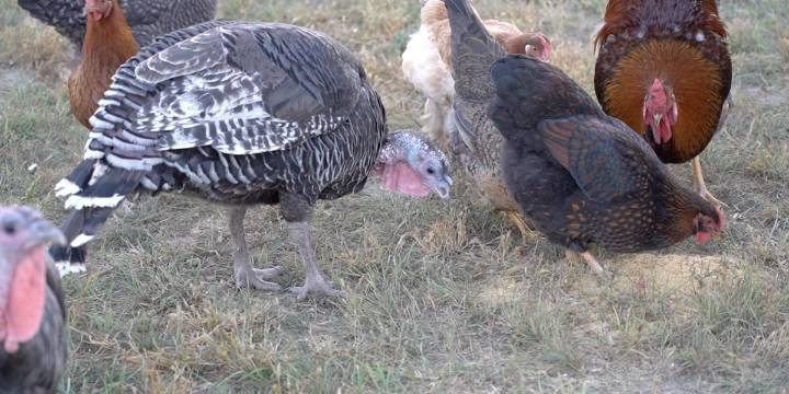 Bird flu on the move: What to know this season