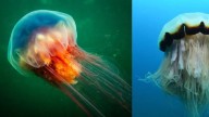 La extraña criatura marina que pesa una tonelada, brilla en la oscuridad y se alimenta de otros de su especie
