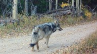 Wolf killing sheep in Rio Blanco County was from Copper Creek pack