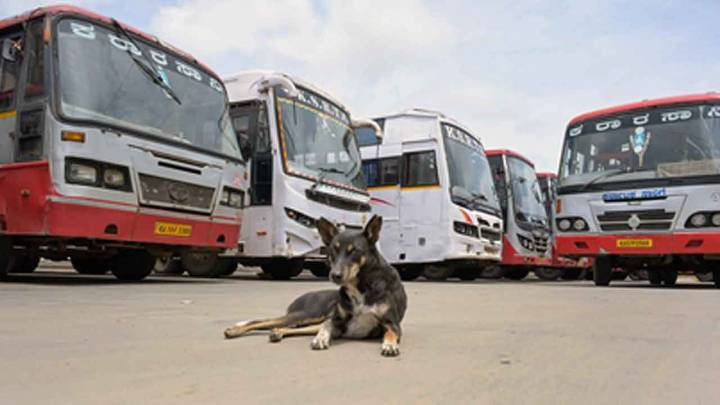Animal activists urge police protection for feeders as tensions rise over stray dogs