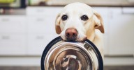 All dog owners told to look out for these symptoms this month