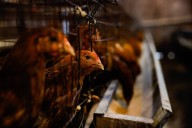 Family harvests millions from sale of longtime San Jose egg ranch