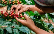 Honduras pronostica aumento en producción de café para 2026