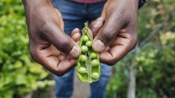 How To Tell If Your Pea Plants Are Ready To Harvest (& The Best Way To Do It)