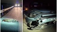 Los accidentes de tráfico con animales han crecido en Aragón un 122% desde 2015