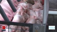 Tulsa State Fair welcomes dozens of baby animals in birthing center