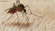 West Nile Virus in Maine: Crow in Windham tests positive