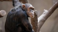 La ciencia lo confirma: los chimpancés beben alcohol y eso podría explicar por qué nos gusta tanto