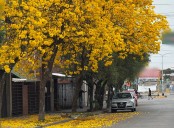 Lluvia, mucho calor y lapachos florecidos: La última semana del invierno tucumano