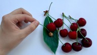 How To Grow A Cherry Tree From Kitchen Scraps (And If It's Worth It)