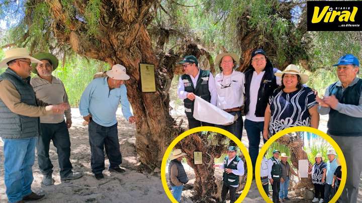 Árboles de más de 200 años fueron declarados como patrimonio