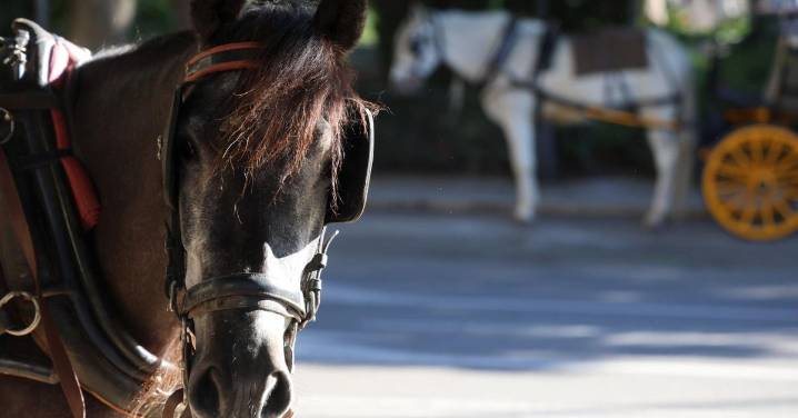 Denuncian un supuesto maltrato a un caballo de carruaje en Marbella y el PACMA pide actuar
