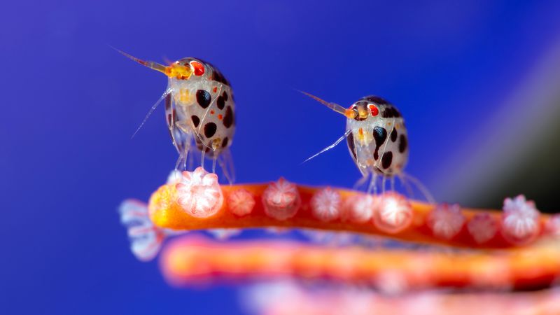 Beautiful and haunting images from the Ocean Photographer of the Year competition
