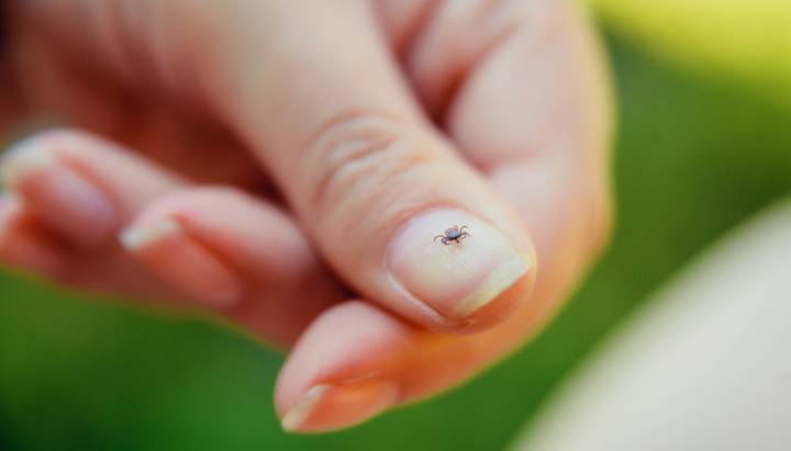 First case of rare tick-borne virus confirmed in Illinois