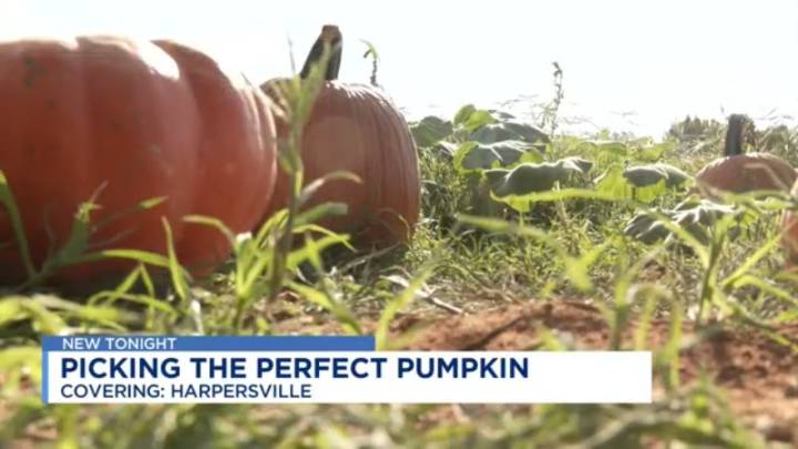 Pumpkin Patch at Old Baker Farm opens for the season