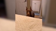 Texas Doberman Labeled As ‘Dangerous’ Stuns Family With His Reaction To A Toddler