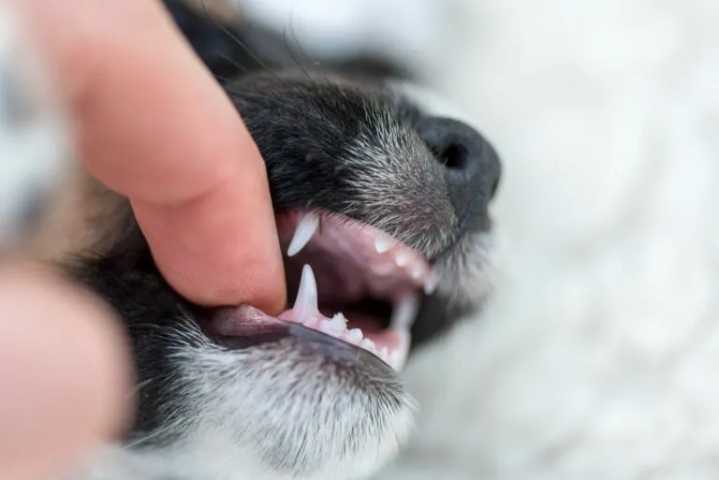 Etapa de Dentición en Cachorros: Cómo Sobrevivir a las Mordidas