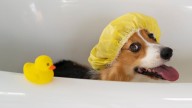 Cada cuánto hay que bañar a un perro en primavera, según expertos