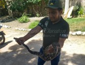 Serpiente de dos metros causa revuelo y susto en hacienda de Umán