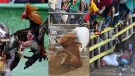 ¿Por qué la Corte extendió la prohibición de la tauromaquia a las corralejas, el coleo y las peleas de gallos?: el impacto cultural