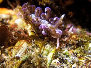 Rare sea creature spotted in UK for first time