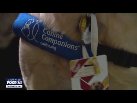 New therapy dog brings comfort to Lake Stevens Middle School students