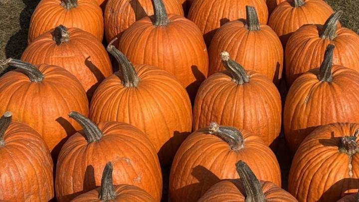 ‘There’s something strange in the pumpkin fields.’ Drought & heat frightening farmers
