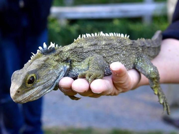 Oldest known lizard ancestor discovered in England