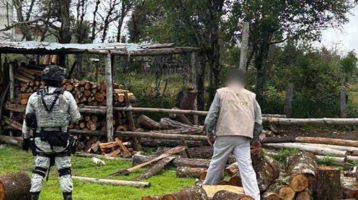 Decomisan pino presuntamente ilegal en San Agustín Metzquititlán