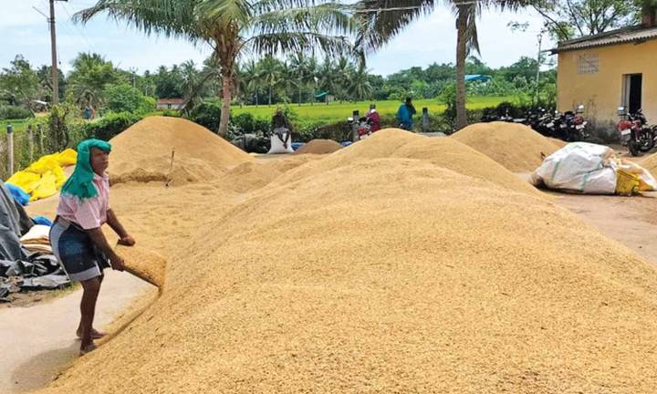 BJP urges TN govt. to enact law to curb corruption in paddy procurement centres