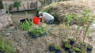 La Generalitat promueve la conservación de la flora acuática de Albalat