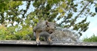 "This is not a joke": California neighbors contend with aggressive squirrel