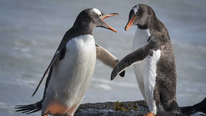 Penguins do not all mate for life with some ­have affairs and getting 'divorced', reveals boffin