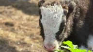 Newcomb business welcomes two rare yaks after a surprise birth