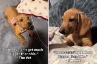 Vet Says Dachshund Won't Get 'Much Bigger'—Owner Can't Believe How He Grows