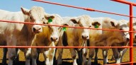 Votarán hoy proyecto de dictamen que busca fortalecer y mantener estatus zoosanitario de Chihuahua