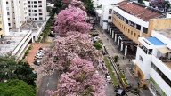 Cali florece: la ciudad que inventó su propia primavera con los guayacanes
