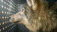 Colorado wildlife director opens up in critical wolf program interview