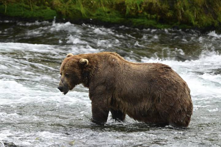 Alaska's Fat Bear Week kicks off with online voting to crown the most oversized ursine
