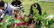 Noel Wien Library garden provides a bounty