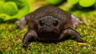 The Rain Frog Looks Like an AI-generated Pokémon