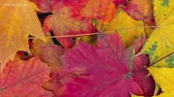 Where does the word 'September' come from?