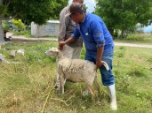 Autoridades intensifican acciones contra gusano barrenador en Ajalpan