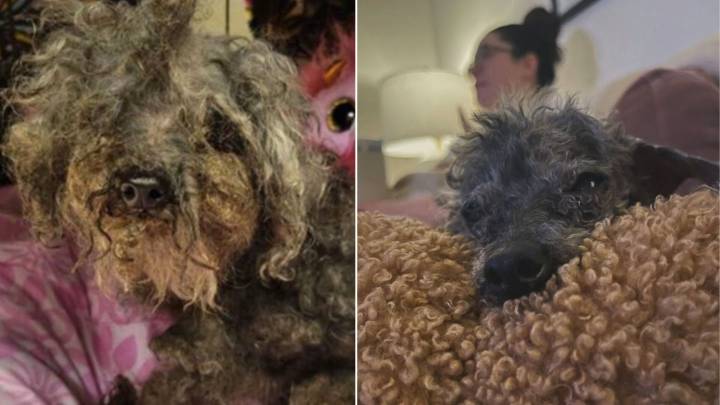 Washington Senior Dog Shakes In Fear Inside Shelter Crate, Until One Family Steps In