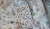 Amarilla, mal olor y vencidas hace un año: así fue el decomiso de toneladas de carnes en mal estado